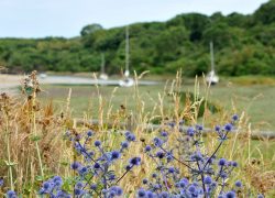 biodiversité saint-lunaire