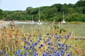 biodiversité saint-lunaire